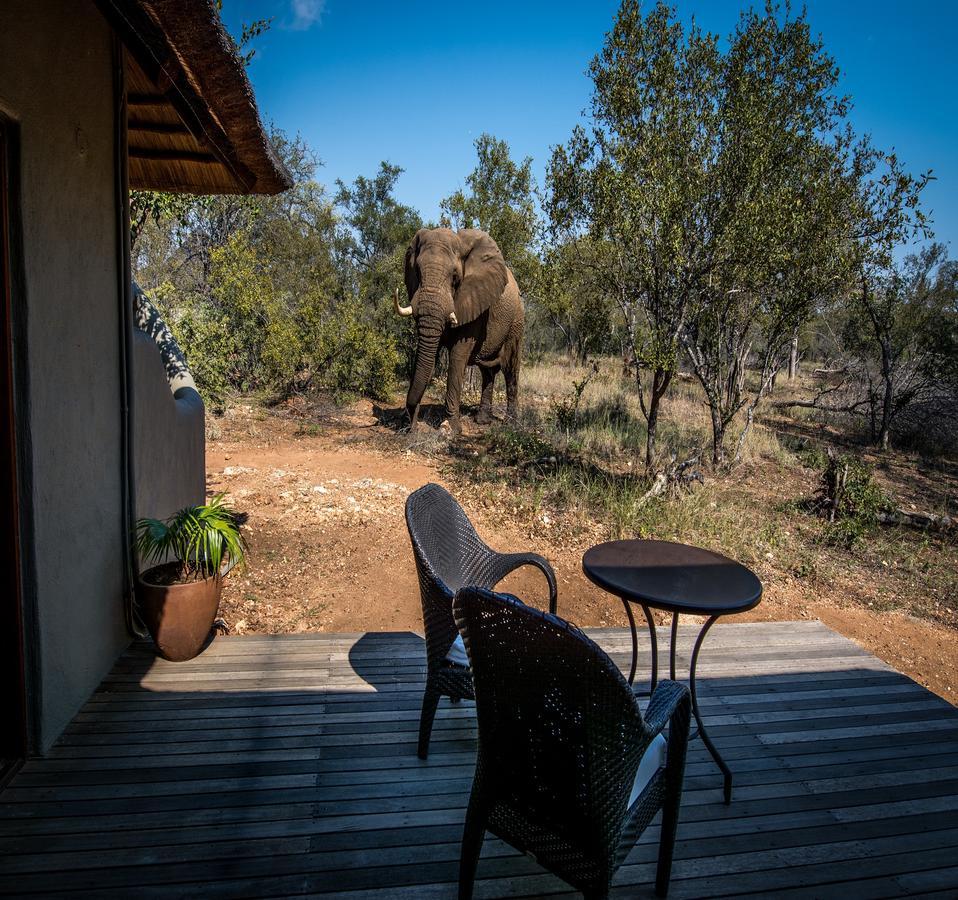 Garonga Safari Villa Makalali Game Reserve Dış mekan fotoğraf