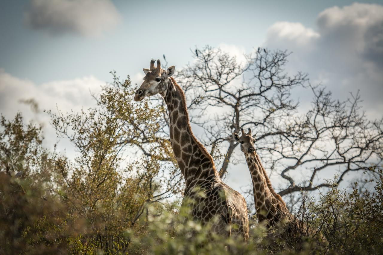 Garonga Safari Villa Makalali Game Reserve Dış mekan fotoğraf