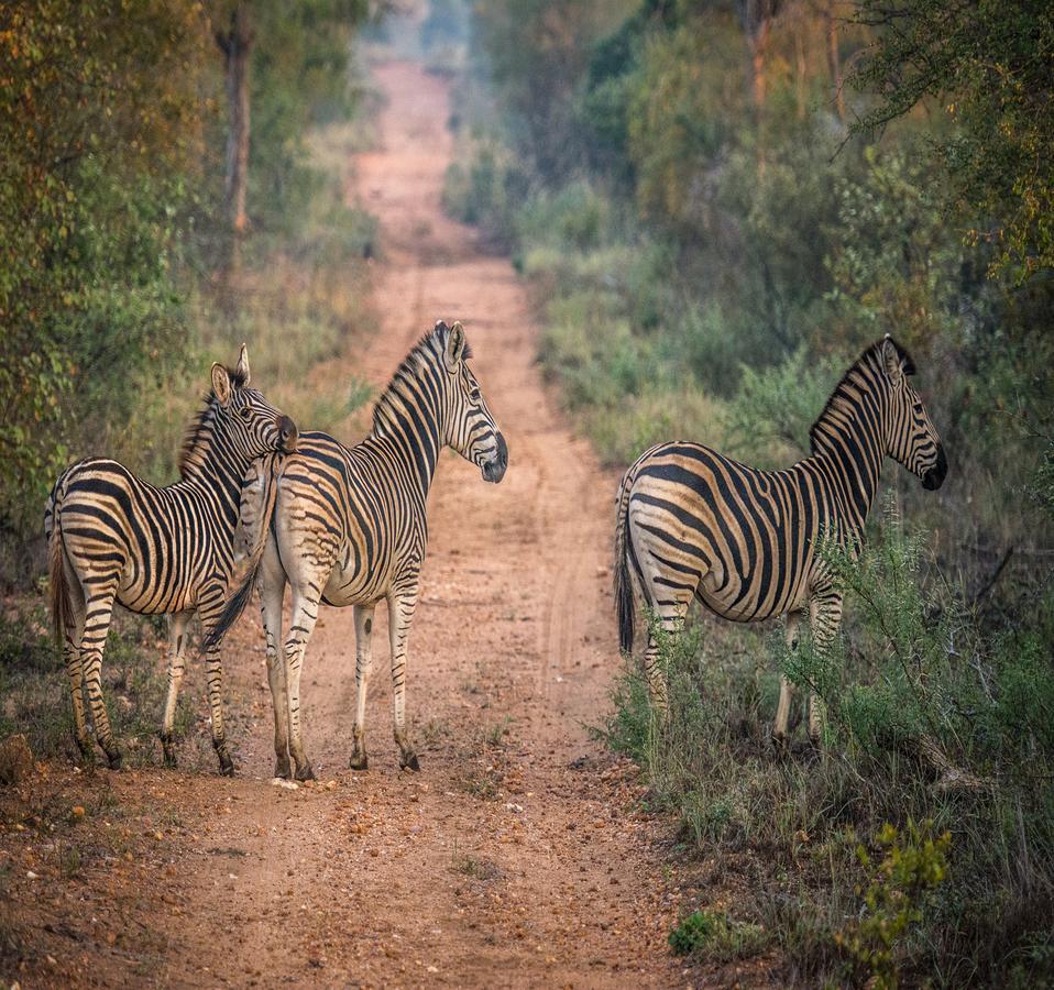 Garonga Safari Villa Makalali Game Reserve Dış mekan fotoğraf