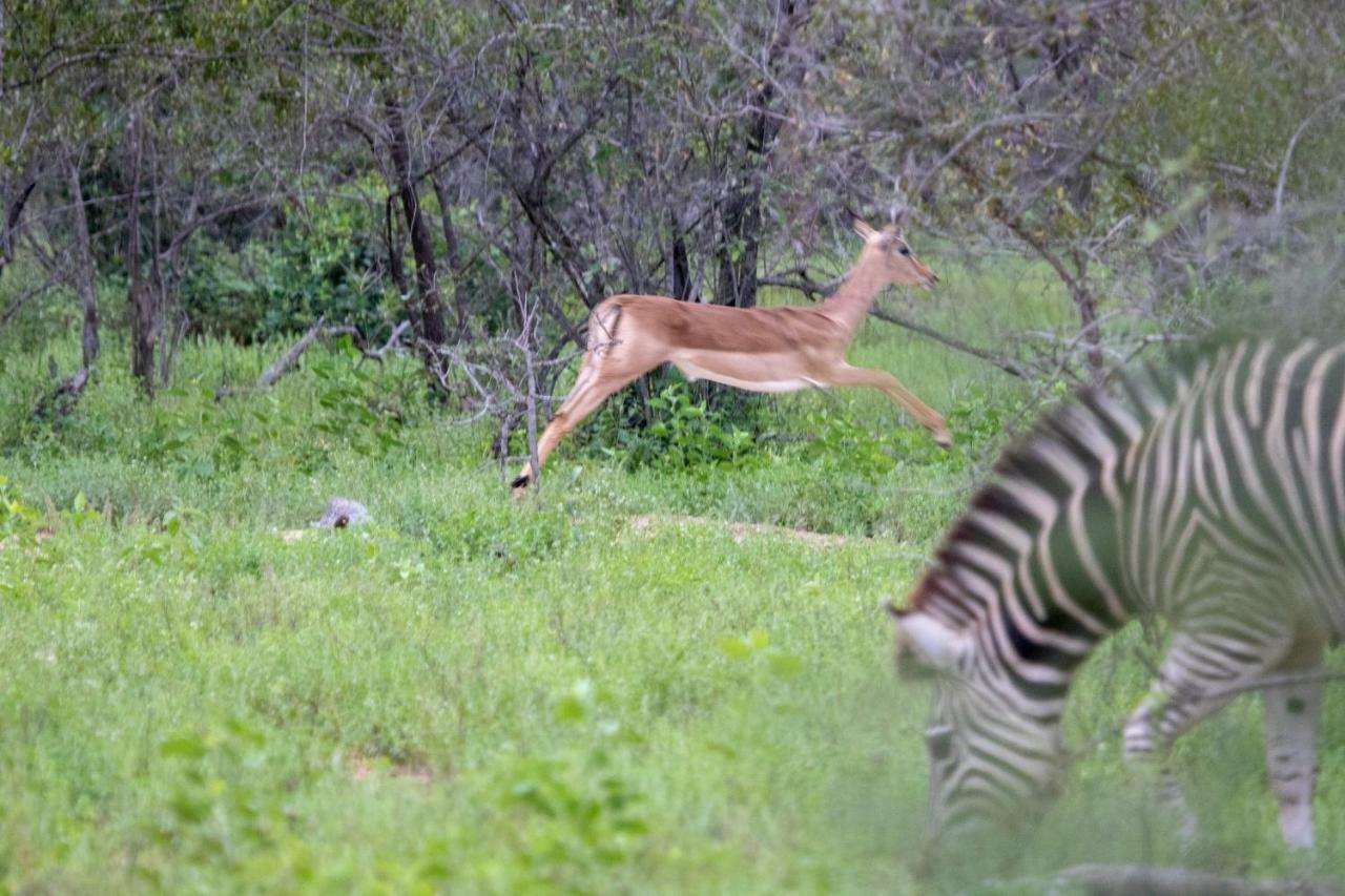 Garonga Safari Villa Makalali Game Reserve Dış mekan fotoğraf
