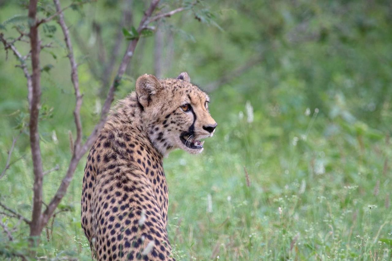 Garonga Safari Villa Makalali Game Reserve Dış mekan fotoğraf