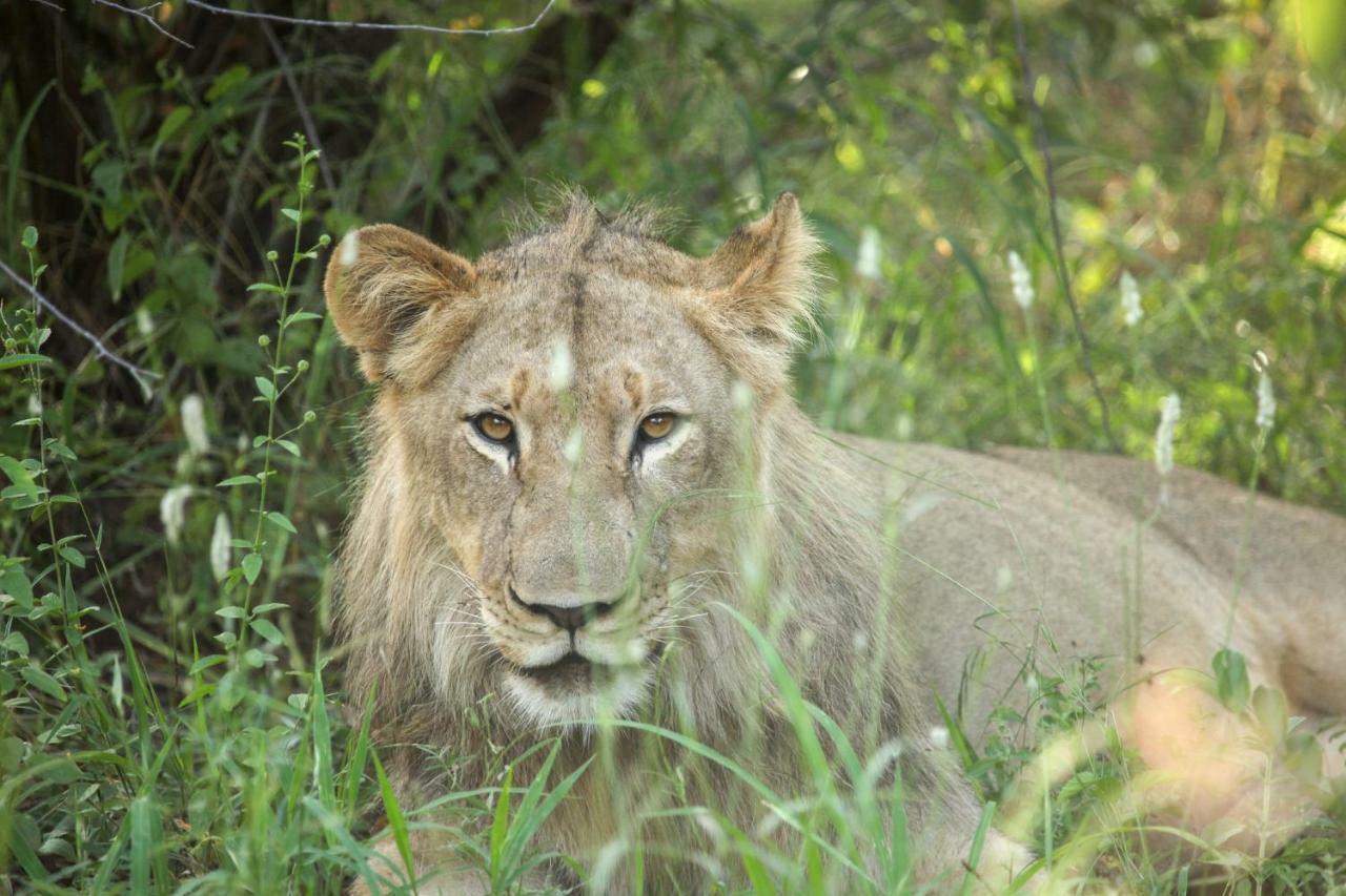 Garonga Safari Villa Makalali Game Reserve Dış mekan fotoğraf
