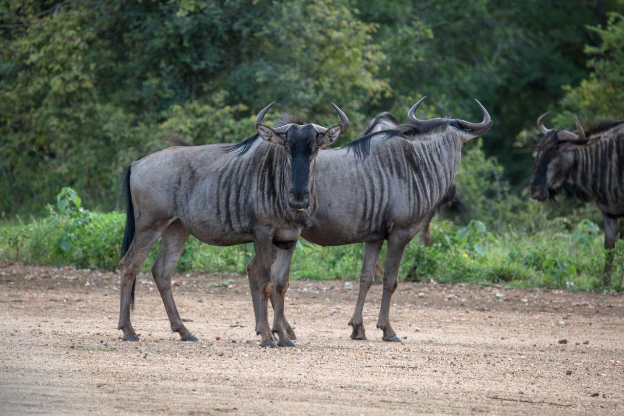 Garonga Safari Villa Makalali Game Reserve Dış mekan fotoğraf