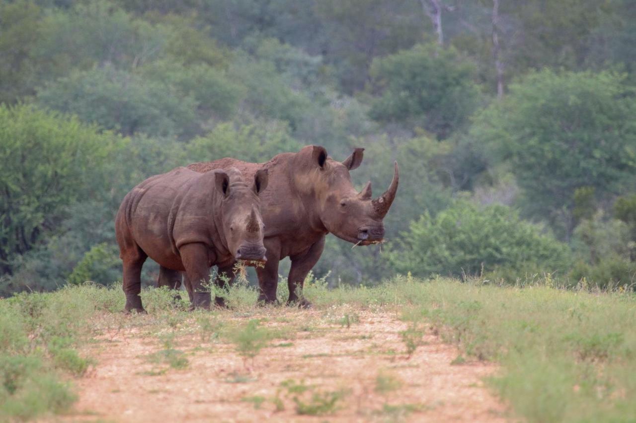 Garonga Safari Villa Makalali Game Reserve Dış mekan fotoğraf