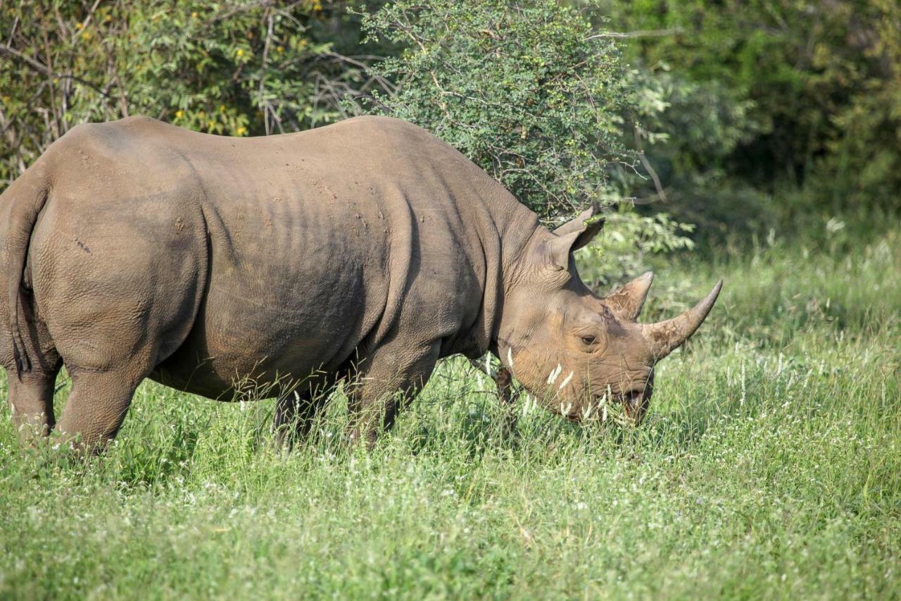 Garonga Safari Villa Makalali Game Reserve Dış mekan fotoğraf