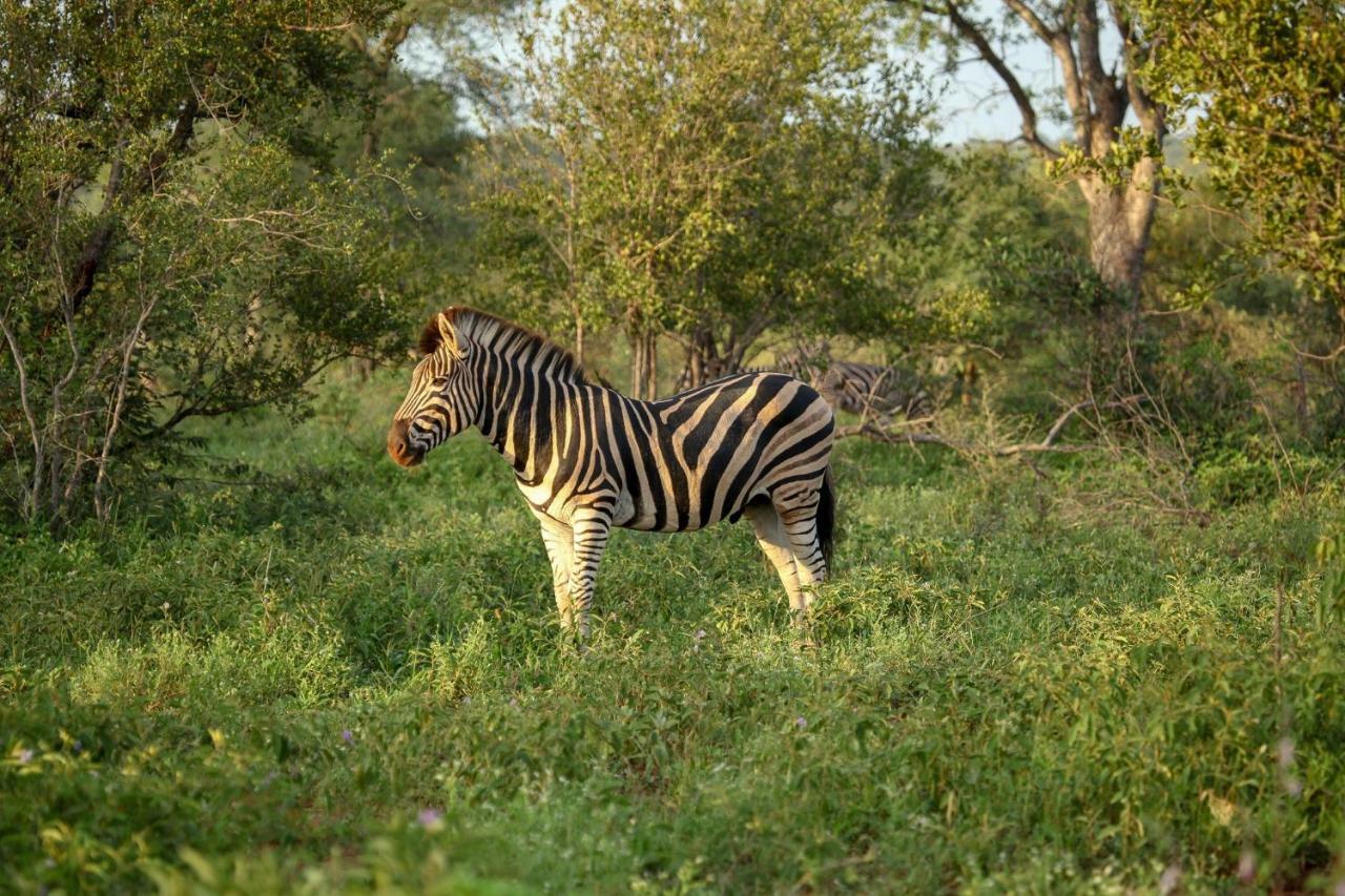 Garonga Safari Villa Makalali Game Reserve Dış mekan fotoğraf