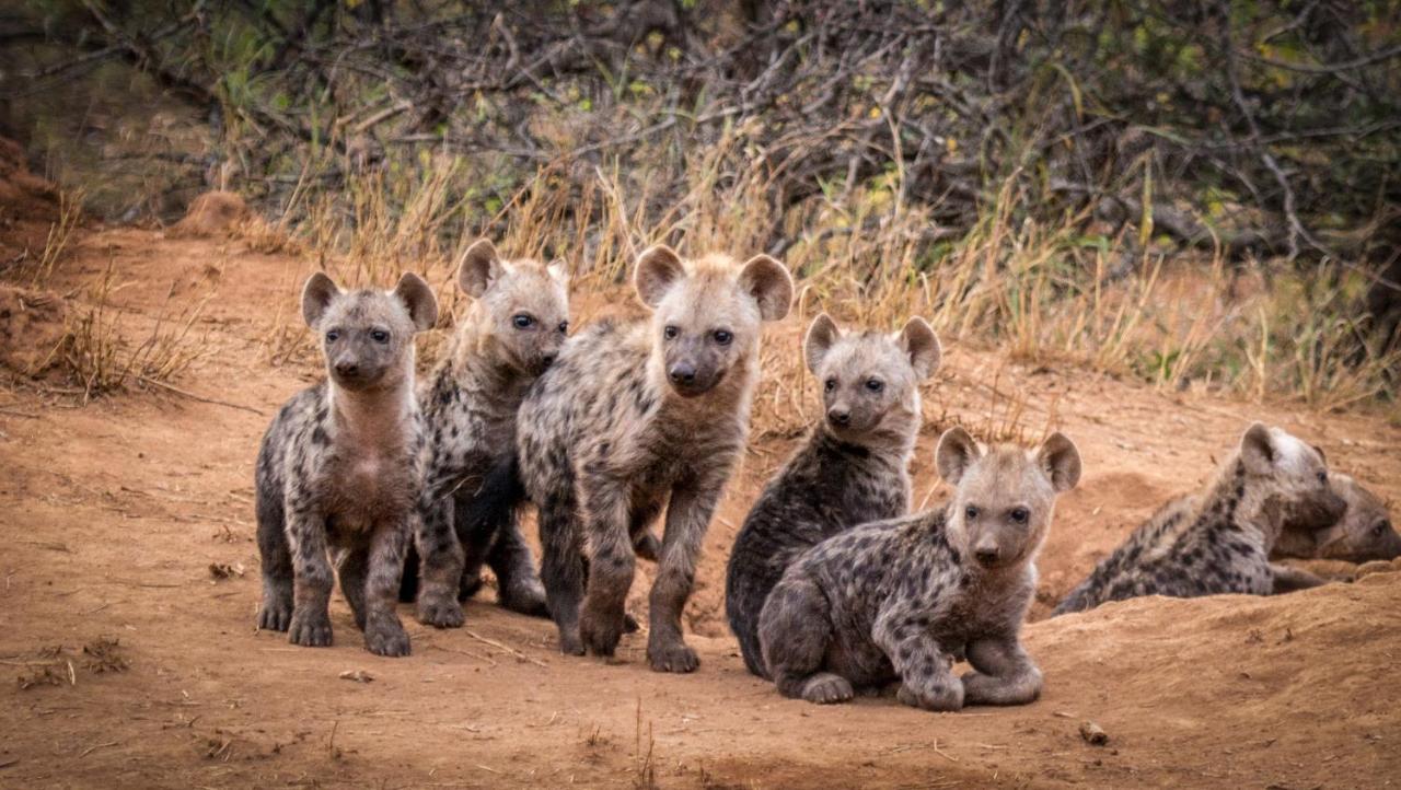 Garonga Safari Villa Makalali Game Reserve Dış mekan fotoğraf